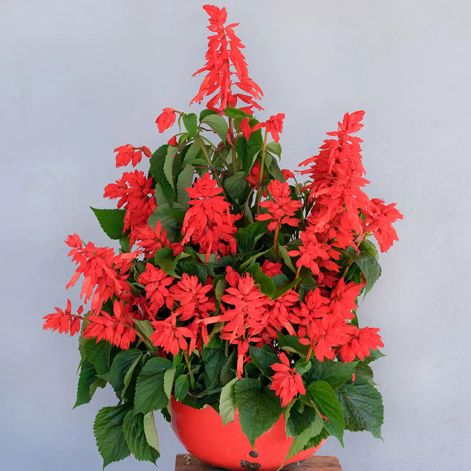 Tall Red Hill Sage
