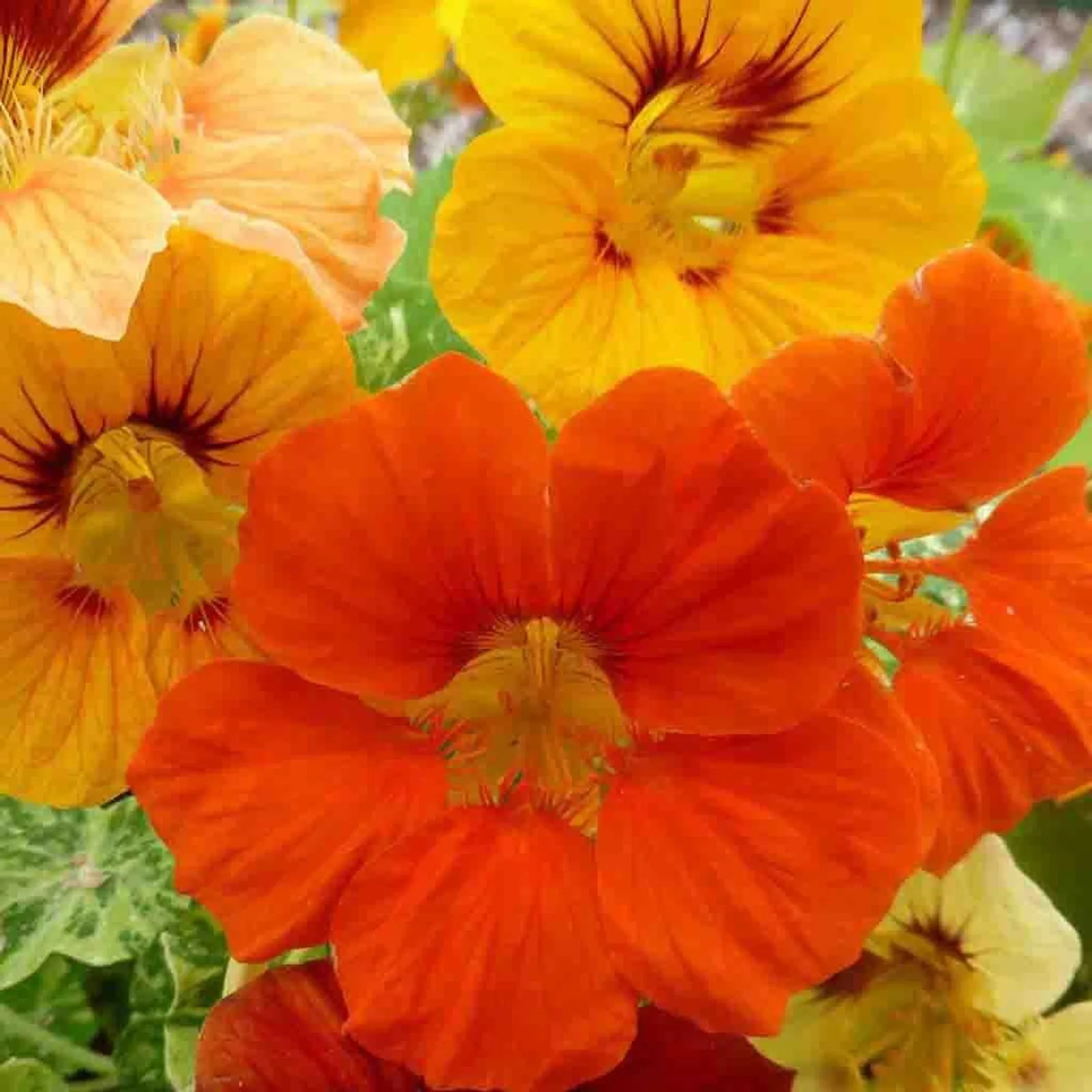 Tall Single Mixed Colors Nasturtium