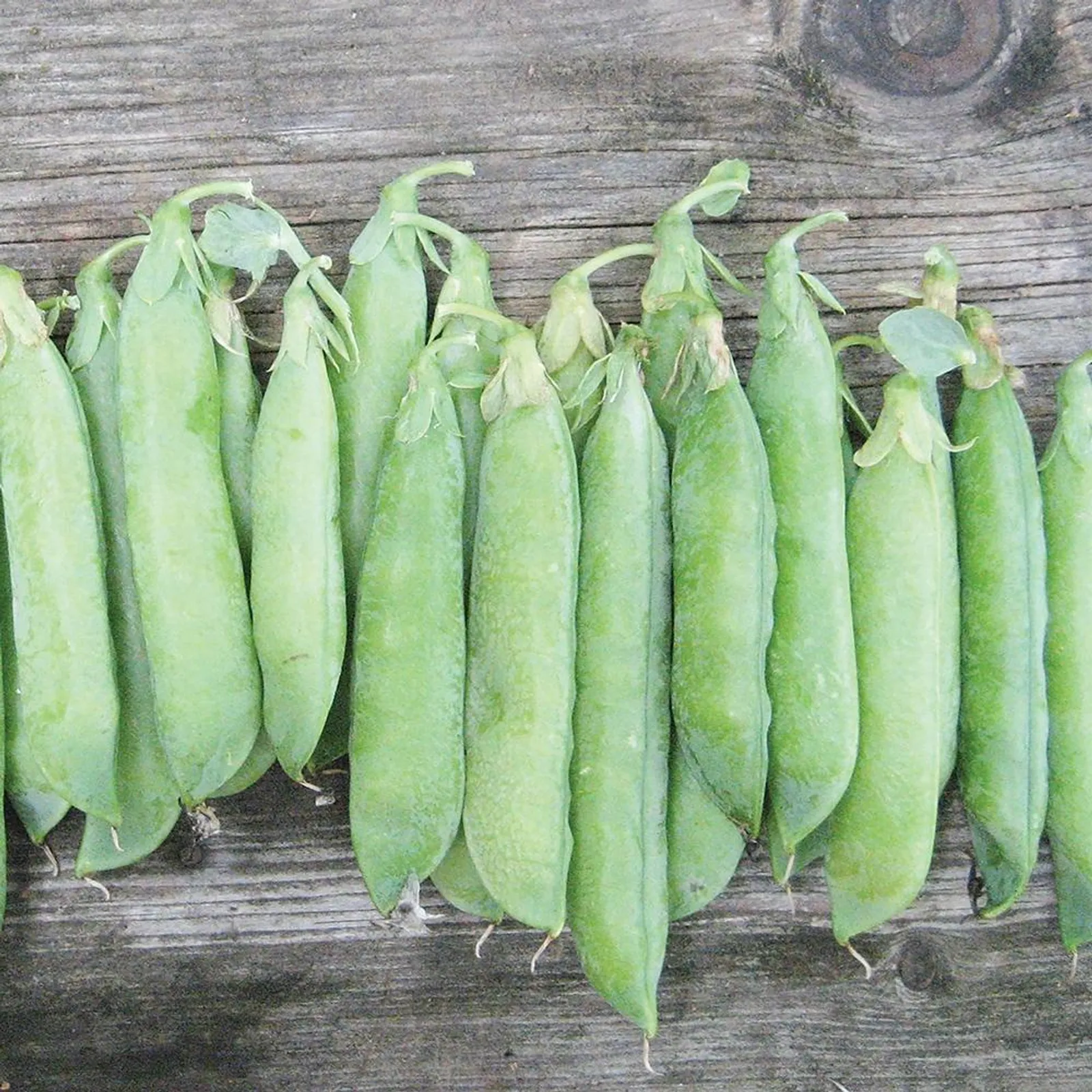 Tall Telephone Garden Peas