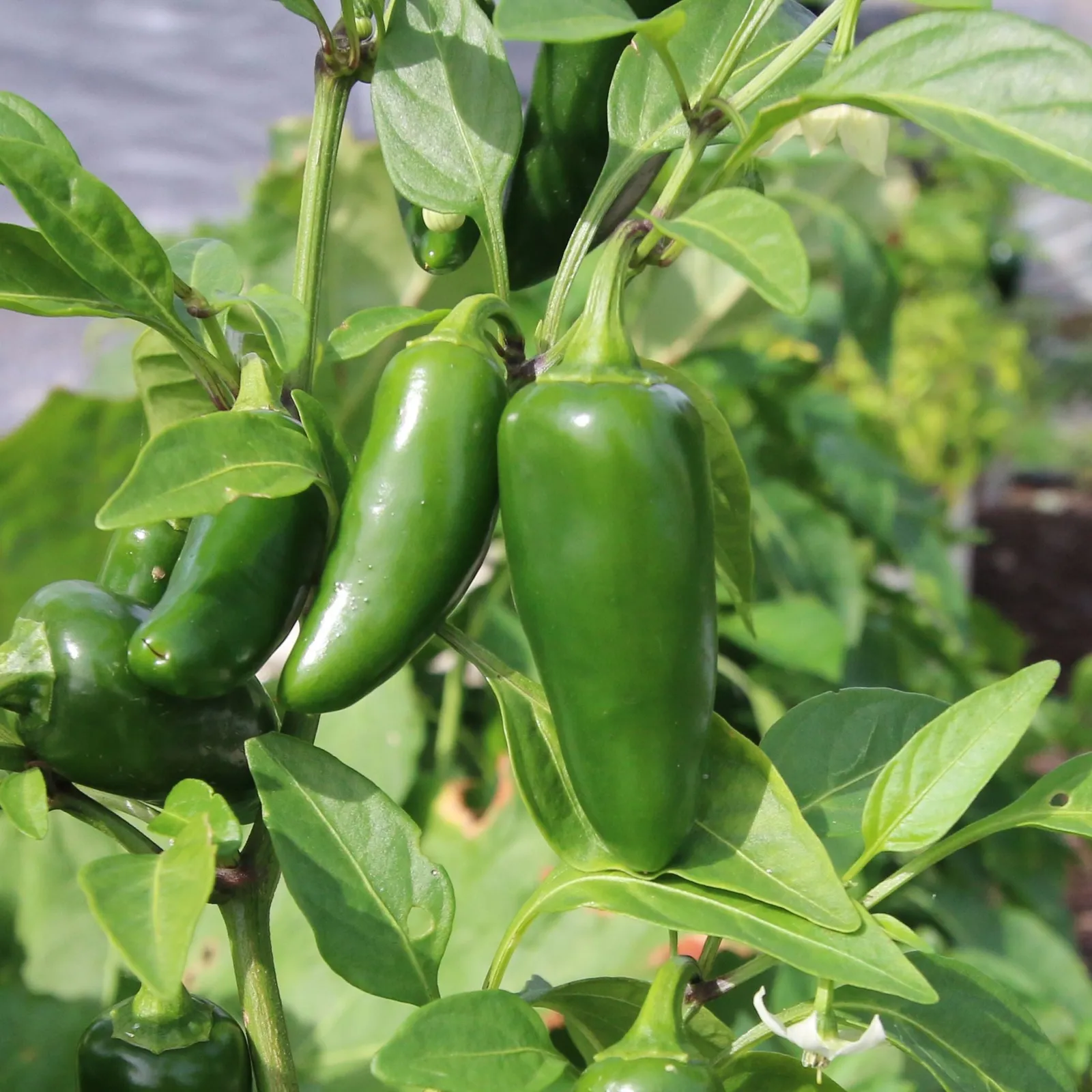 Fooled You Jalapeño Hybrid Mild Peppers
