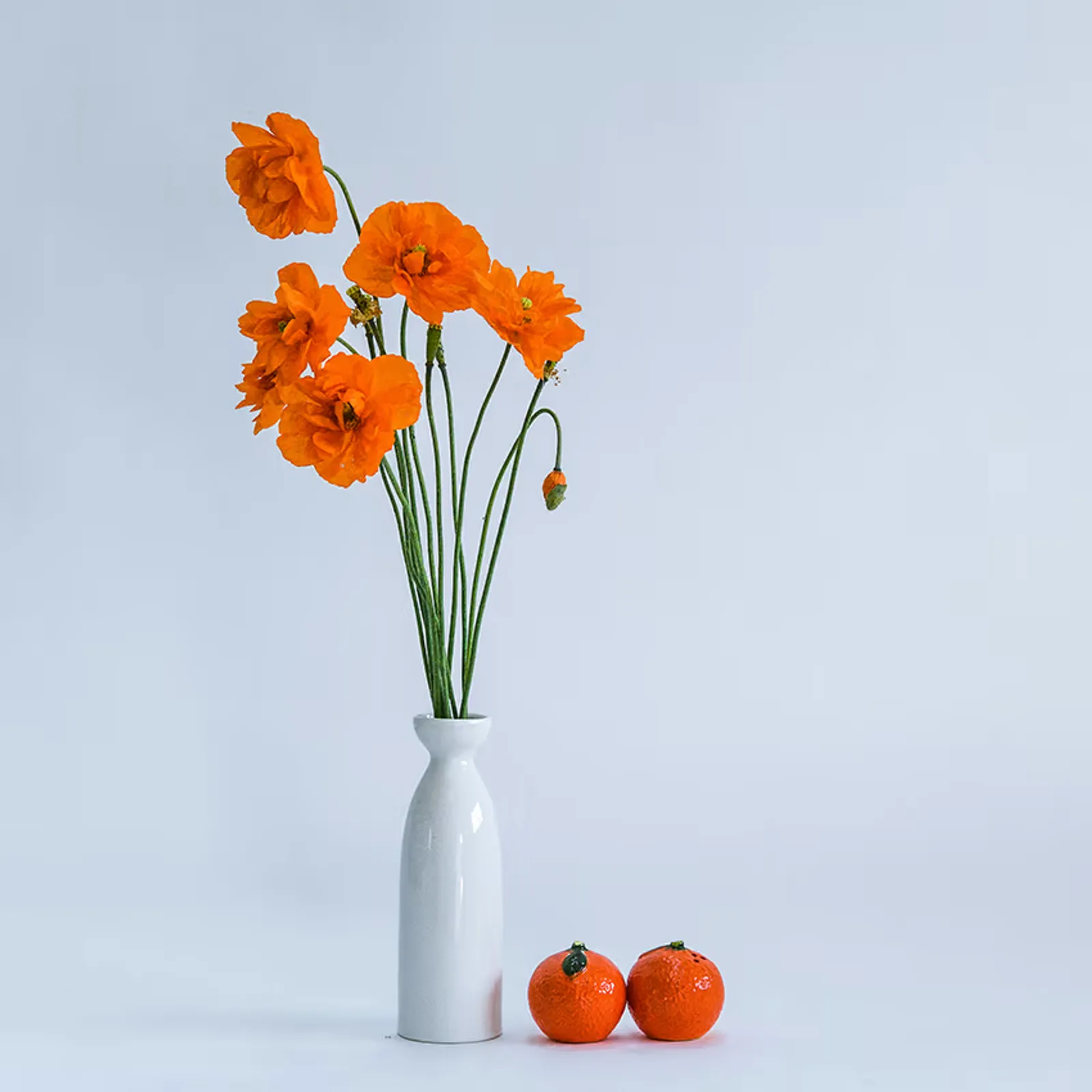 Tangerine Gem California Poppy