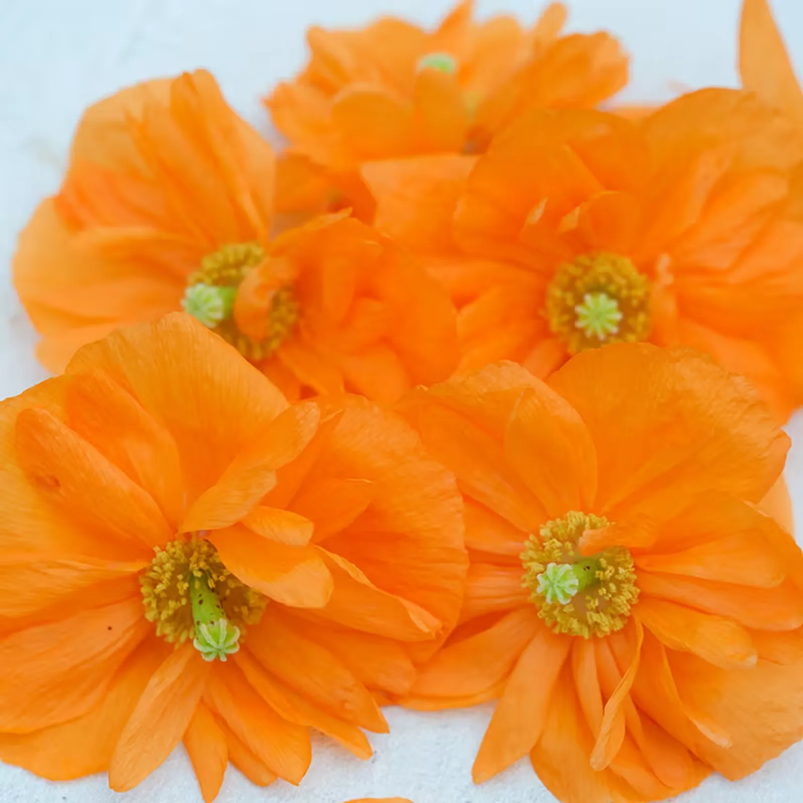 Tangerine Gem Poppies