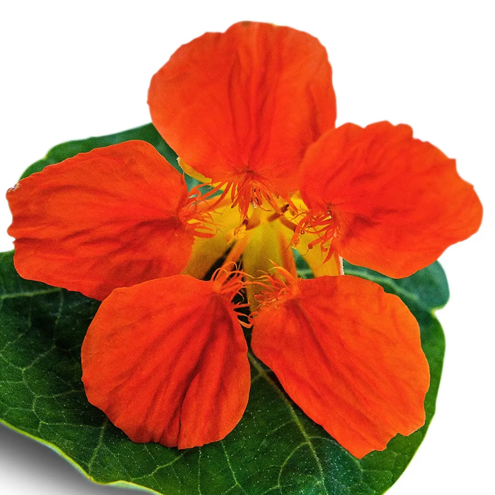 Tangerine Whirlybird Nasturtium