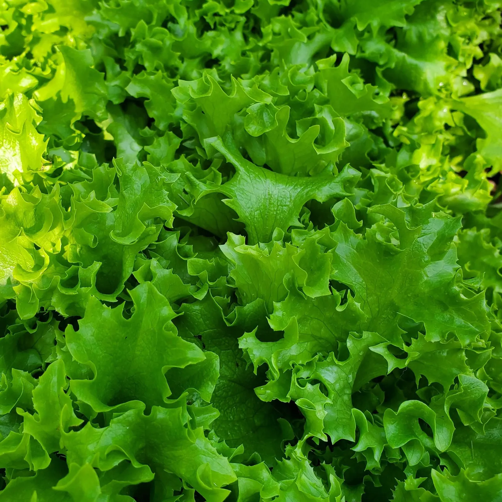 Tango Lettuce