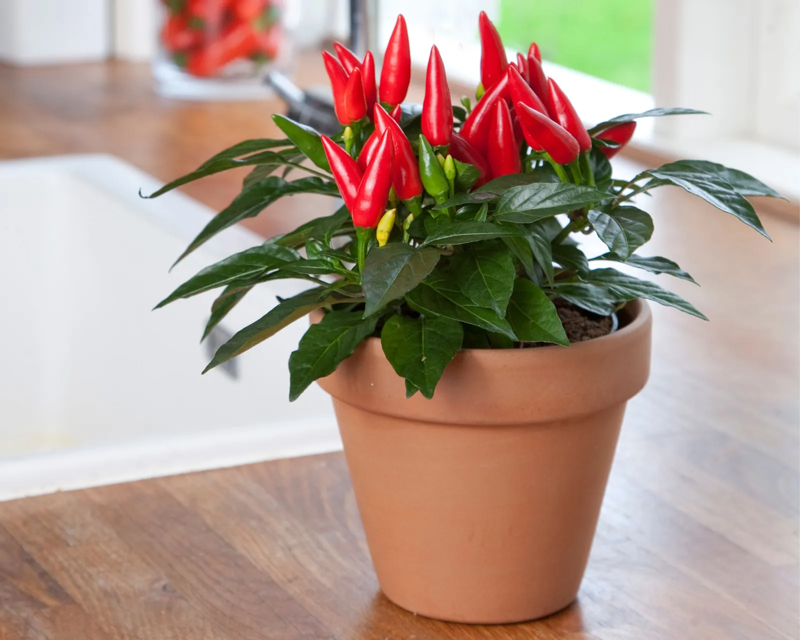Taquito Hybrid | Kitchen Minis Peppers