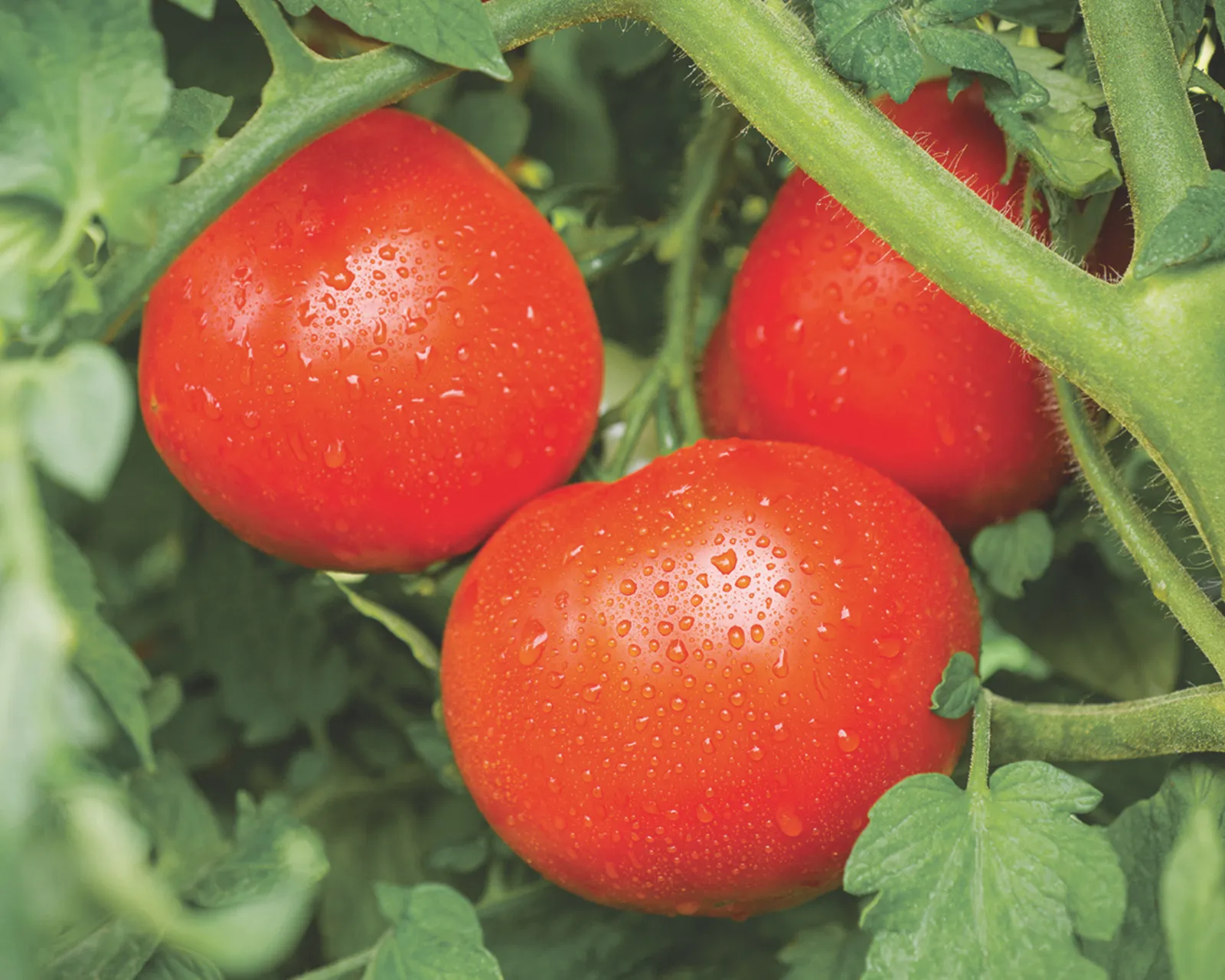 Tasti Lee Tomatoes