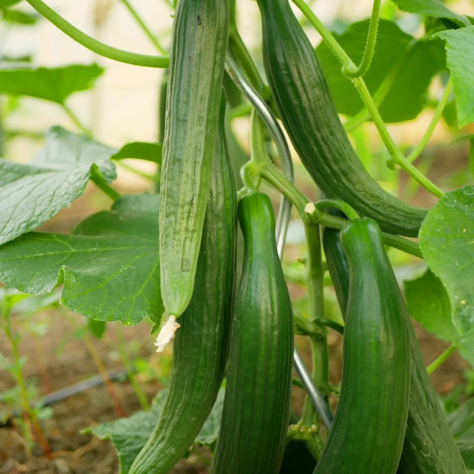 Burpless Tasty Green No. 26 Cucumbers