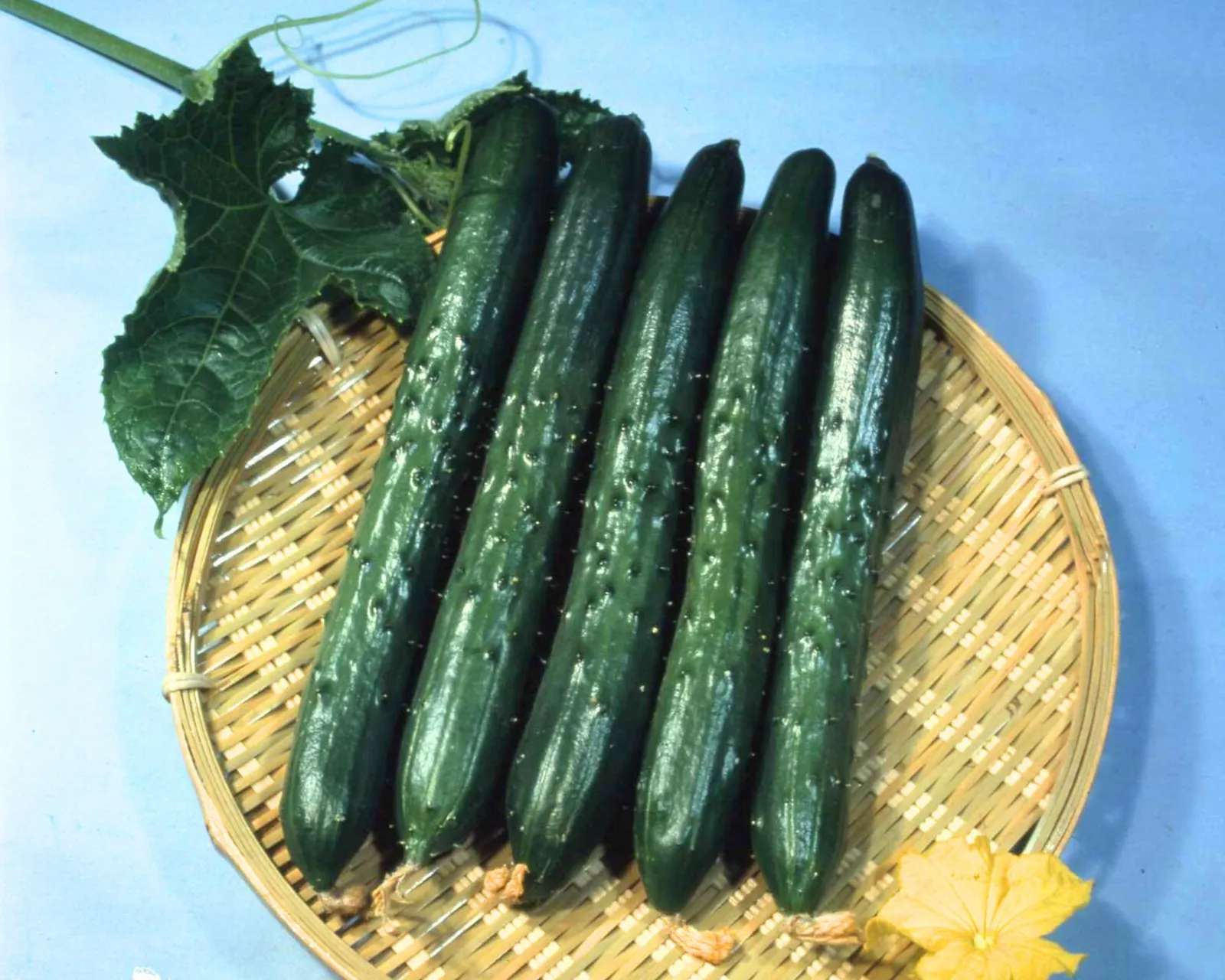 Tasty King Japanese Cucumbers