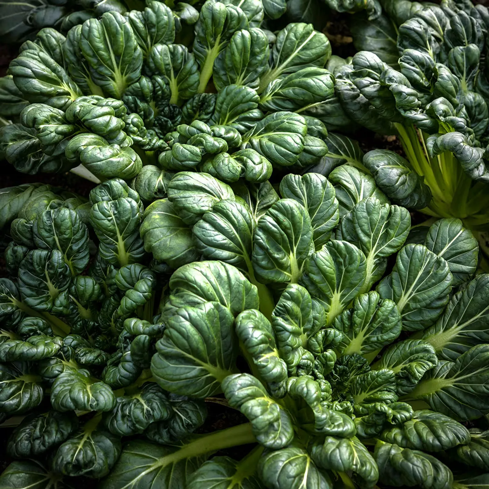 Tatsoi Seeds, Green Bok Choy