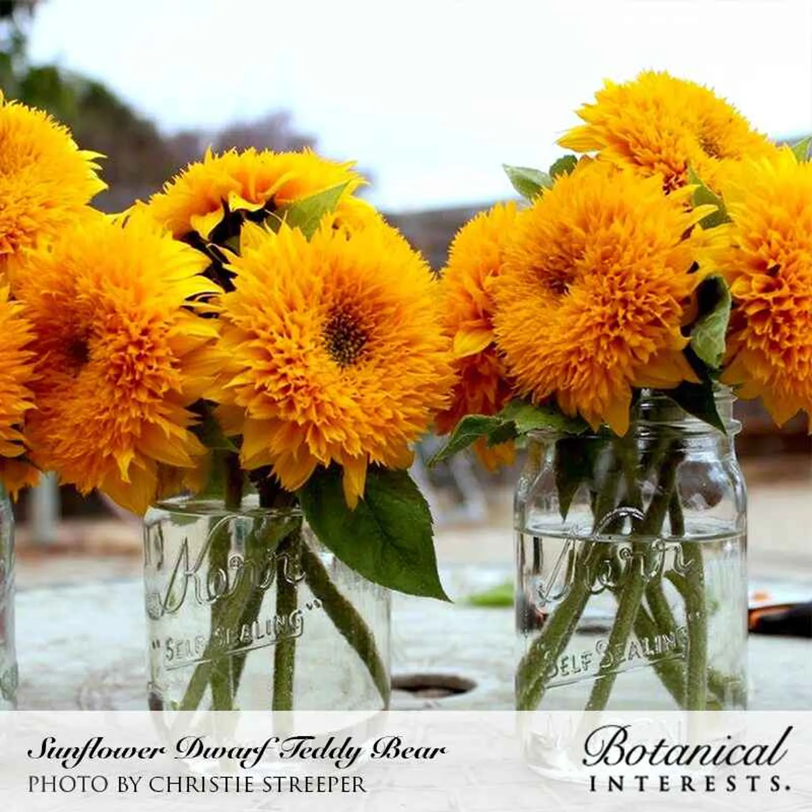 Teddy Bear Dwarf Sunflower