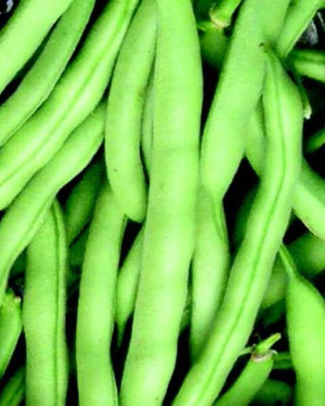 Tenderette Beans