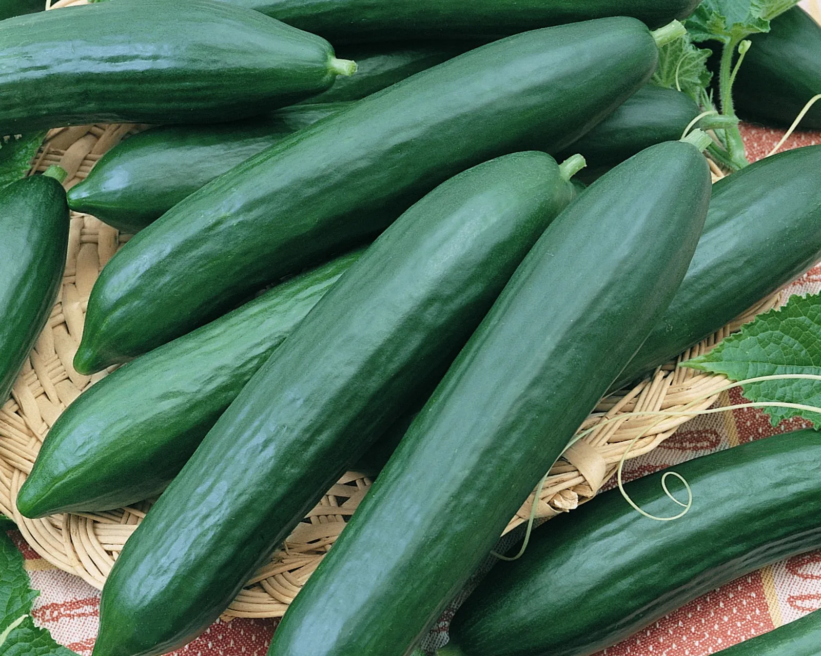 Tendergreen Burpless Cucumbers