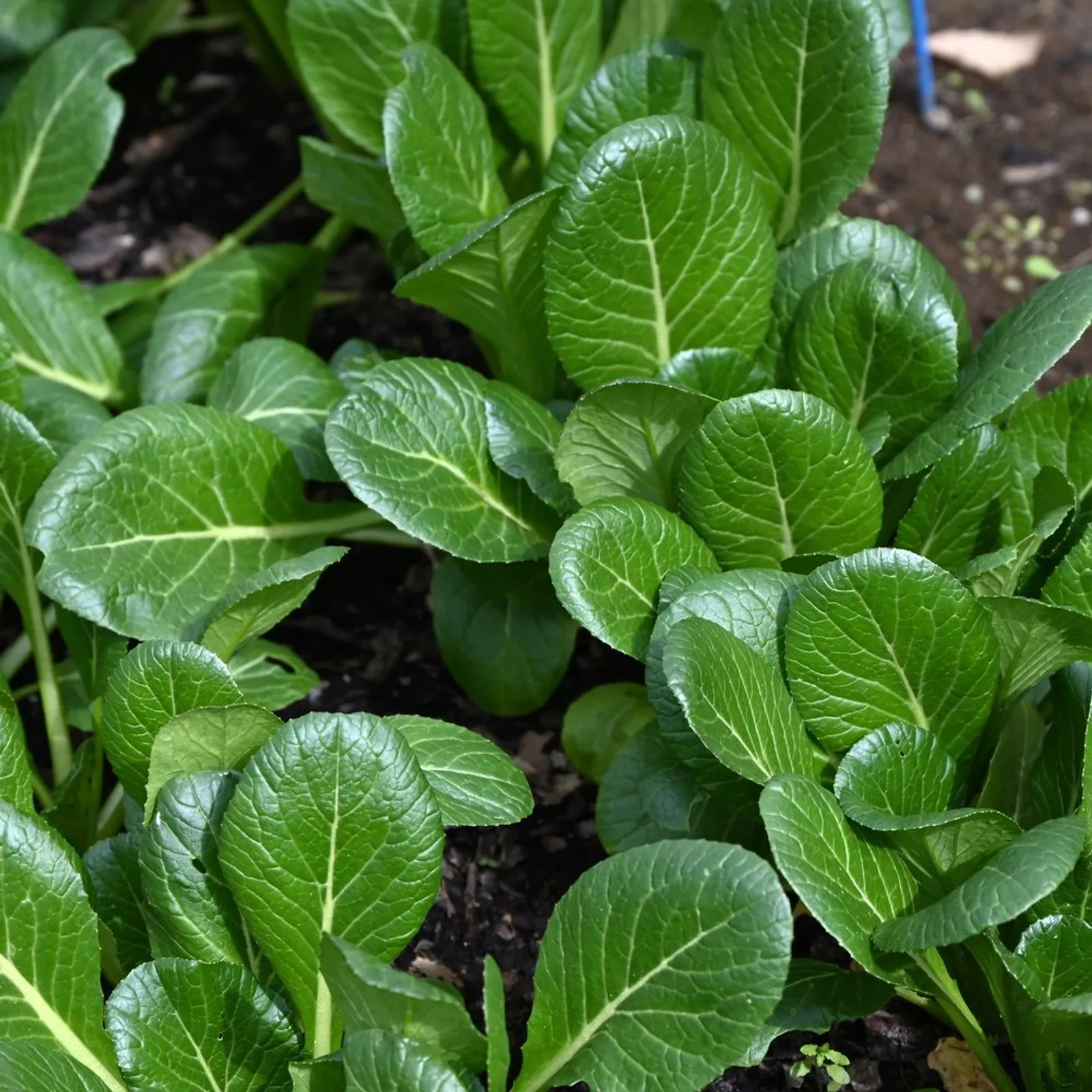 Tendergreen Mustard