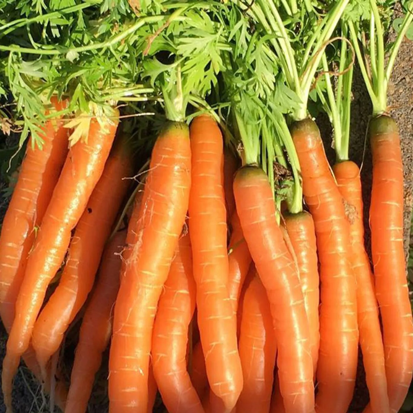 Tendersweet Carrots