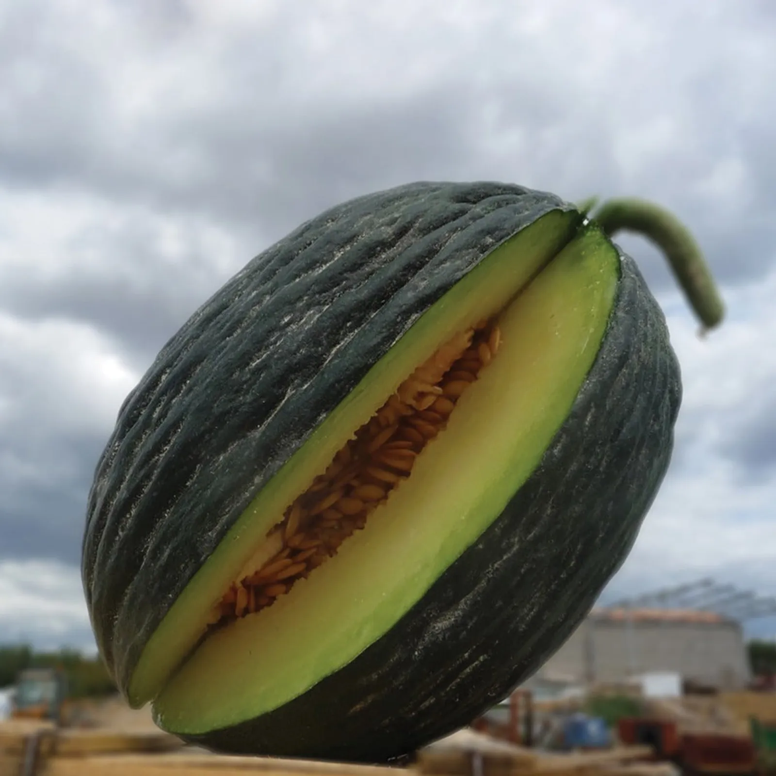 Tendral Verde Tardif Melon Cantaloupe