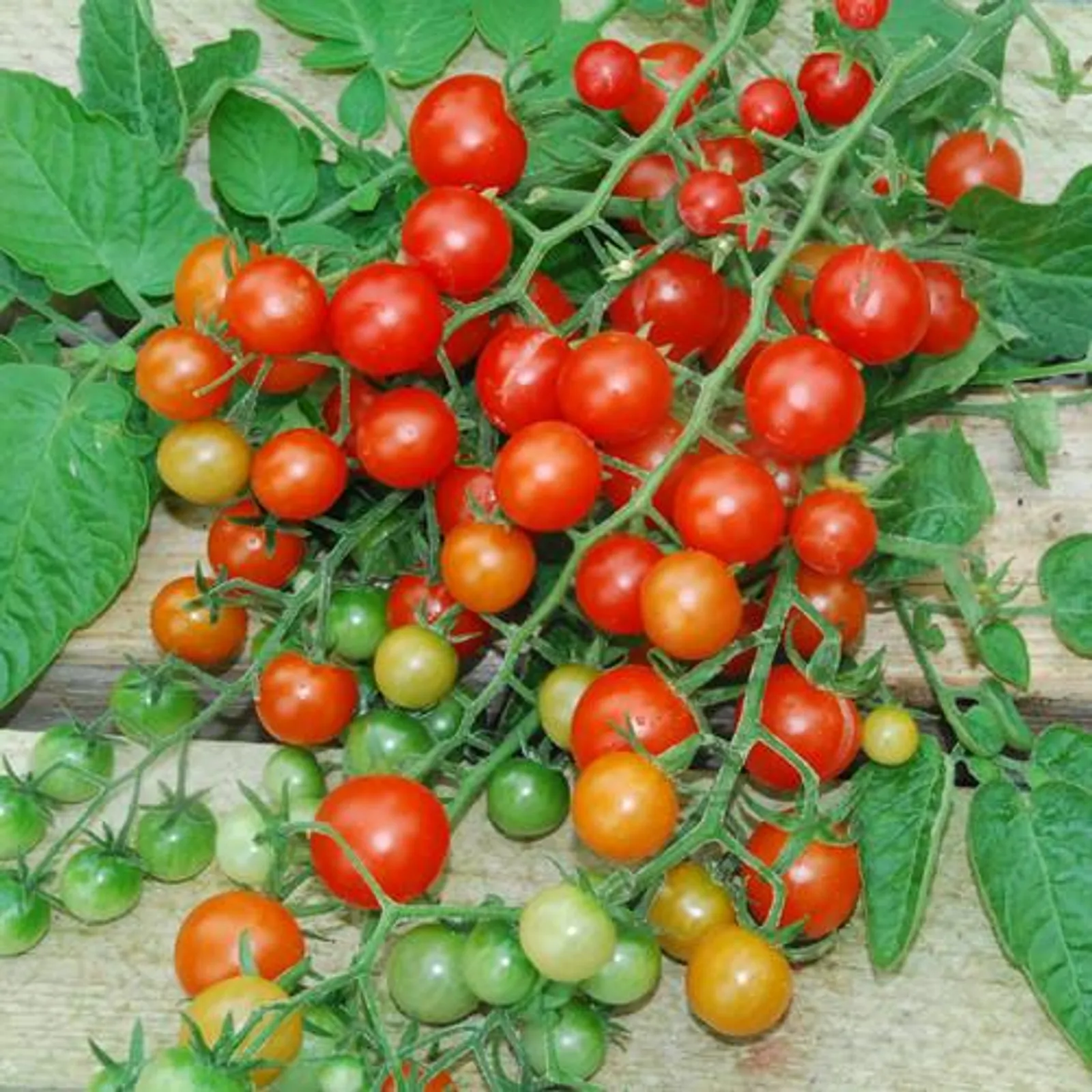 Tess's Land Race Currant Tomatoes