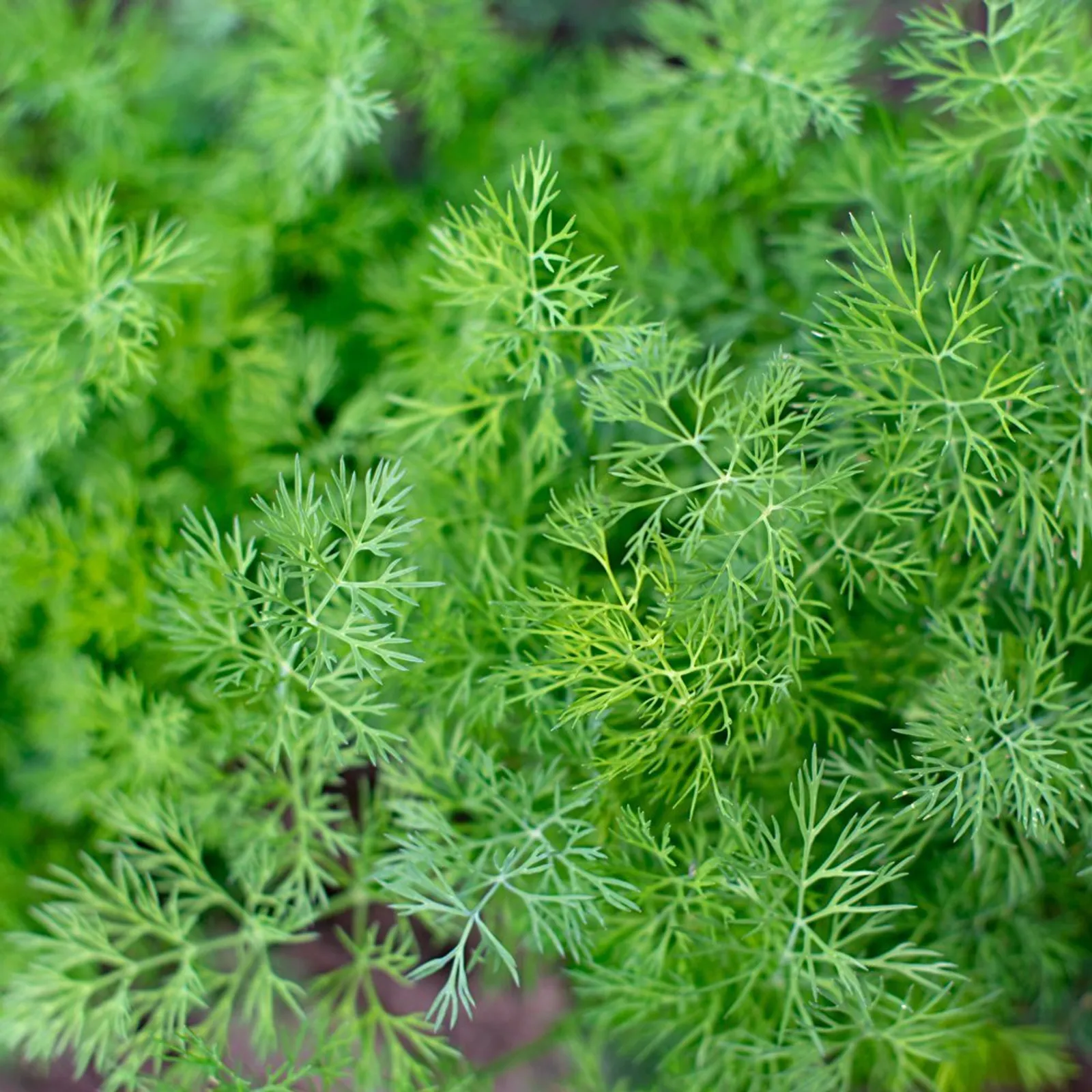 Tetra Dill