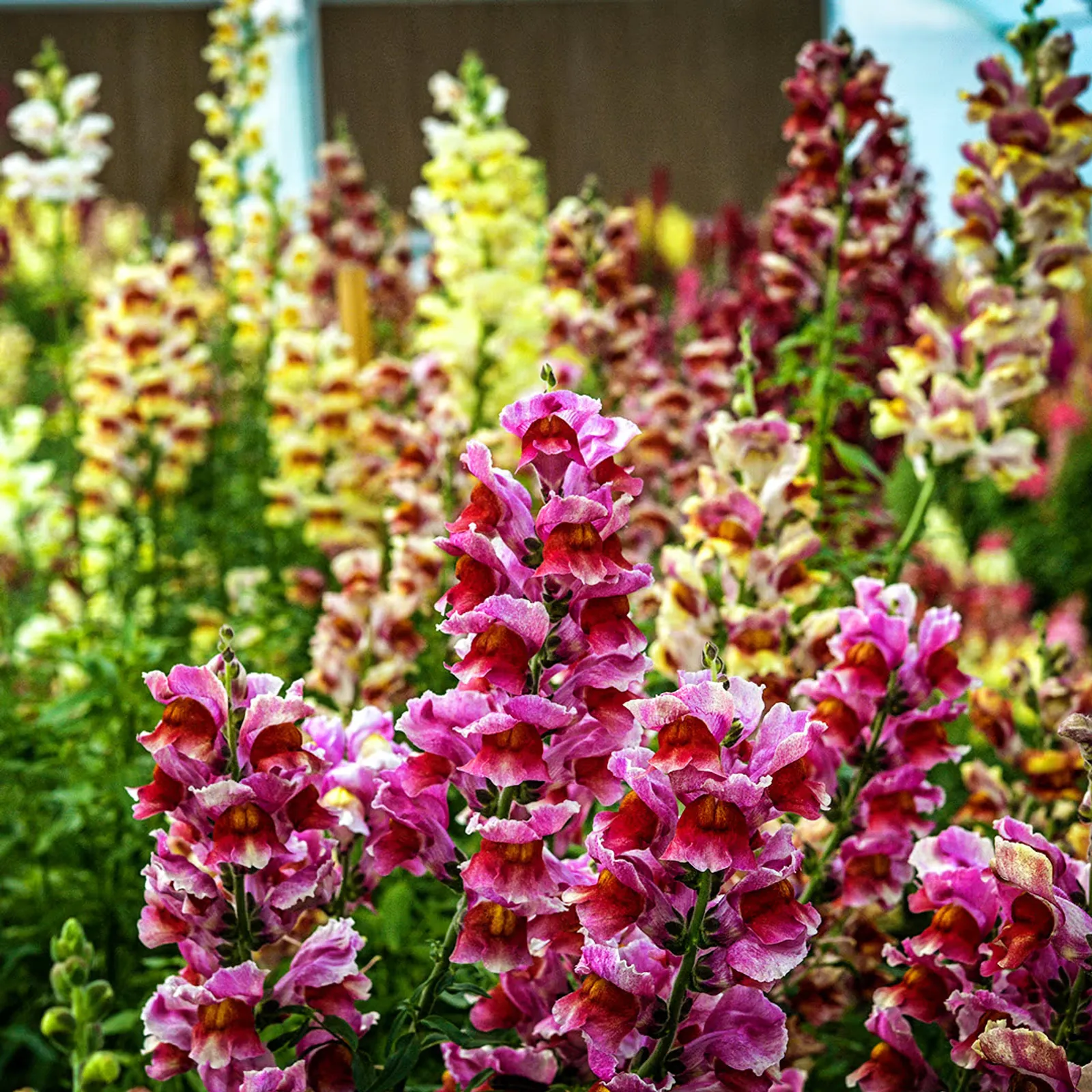 Tetra Mix Snapdragon