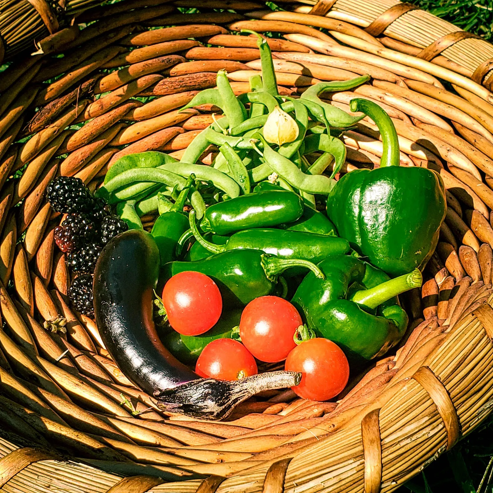 Texas A&M Jalepeno Peppers