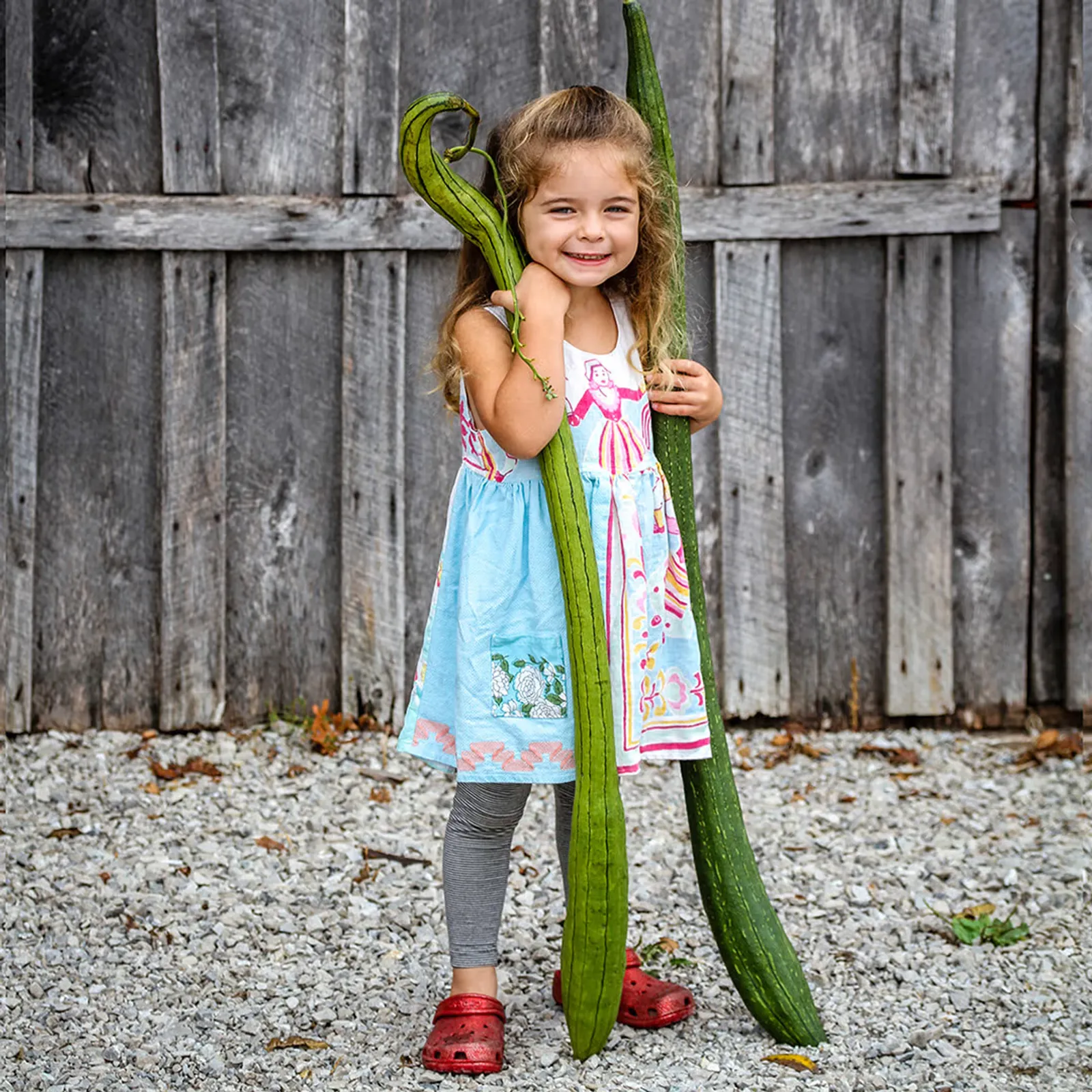 Thai Extra Long Sponge Gourds