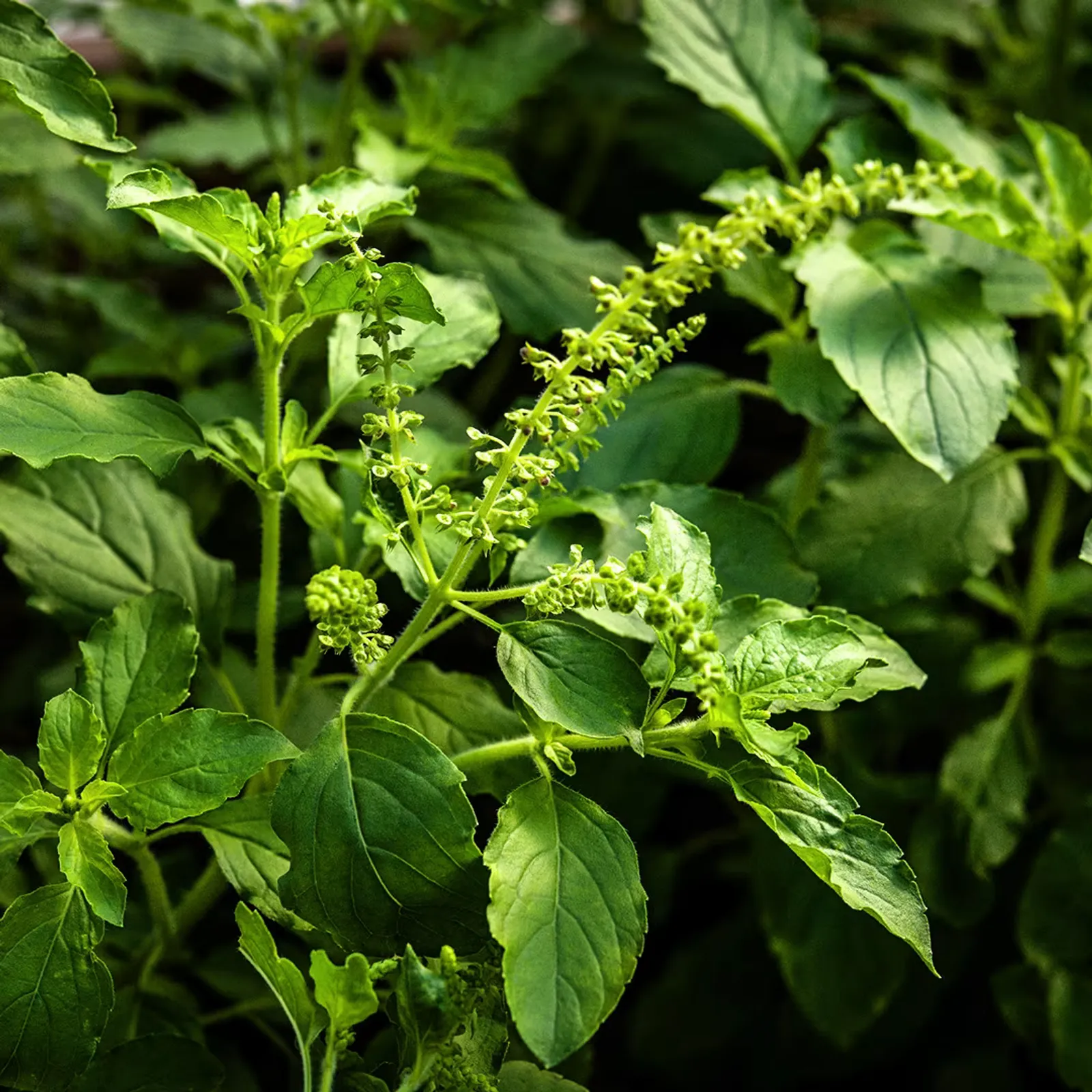 Thai Holy Kaprao Basil