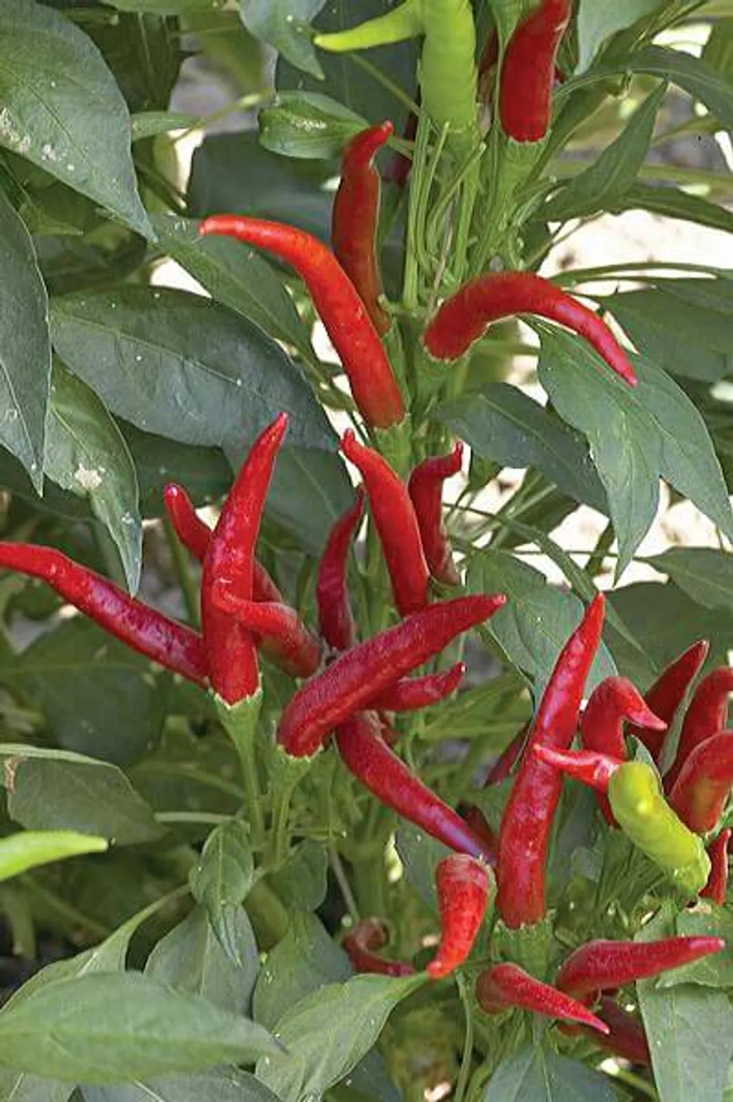 Thai Peppers