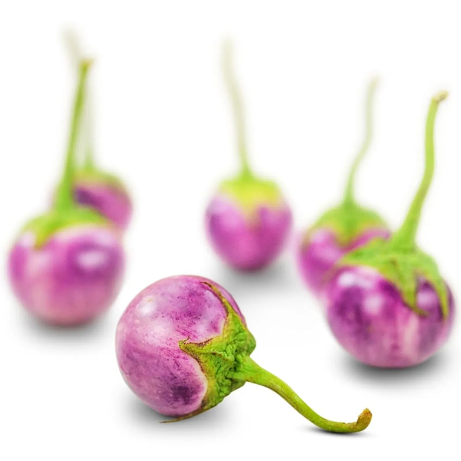 Thai Lavender Frog Egg Eggplant