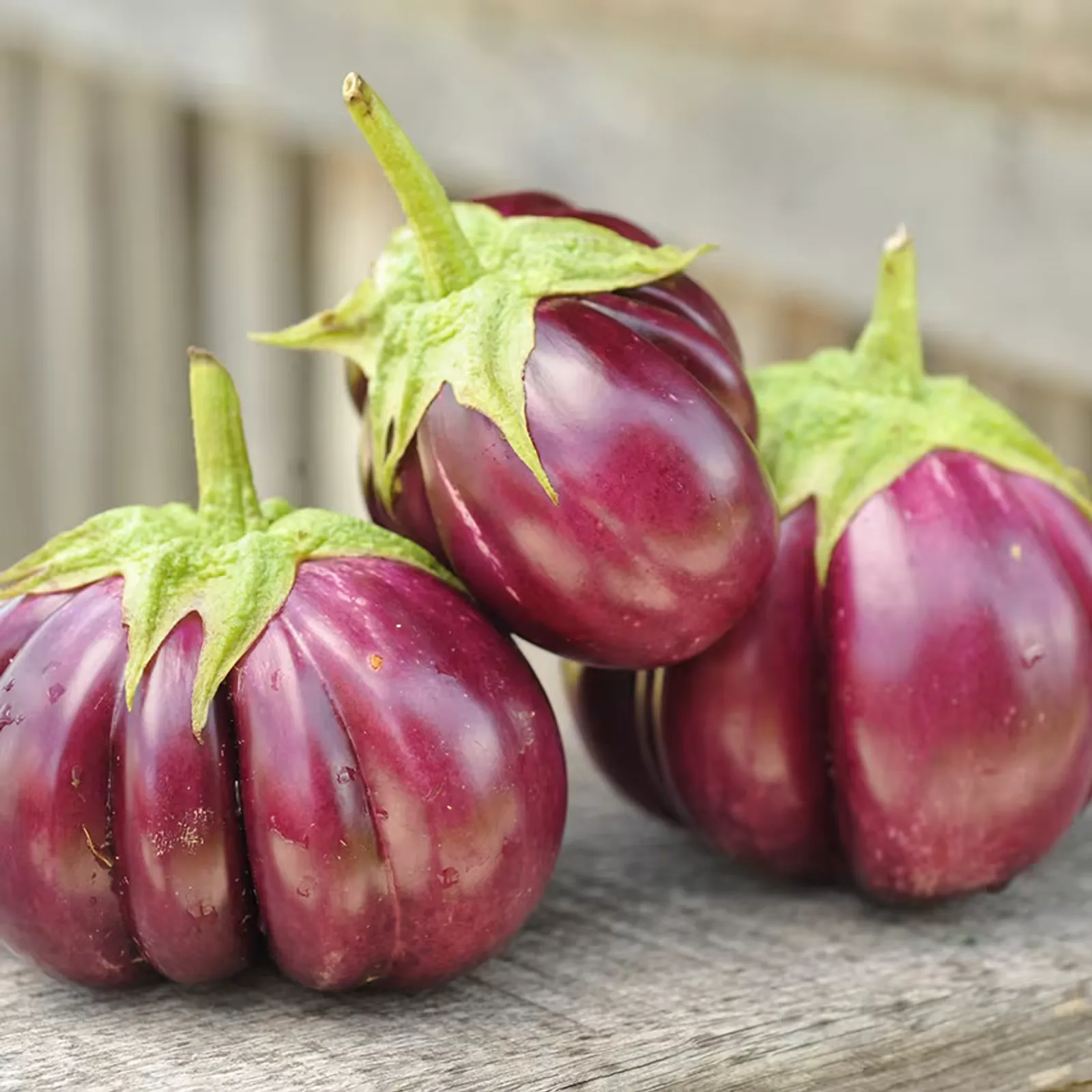 Thai Purple Ribbed Eggplant