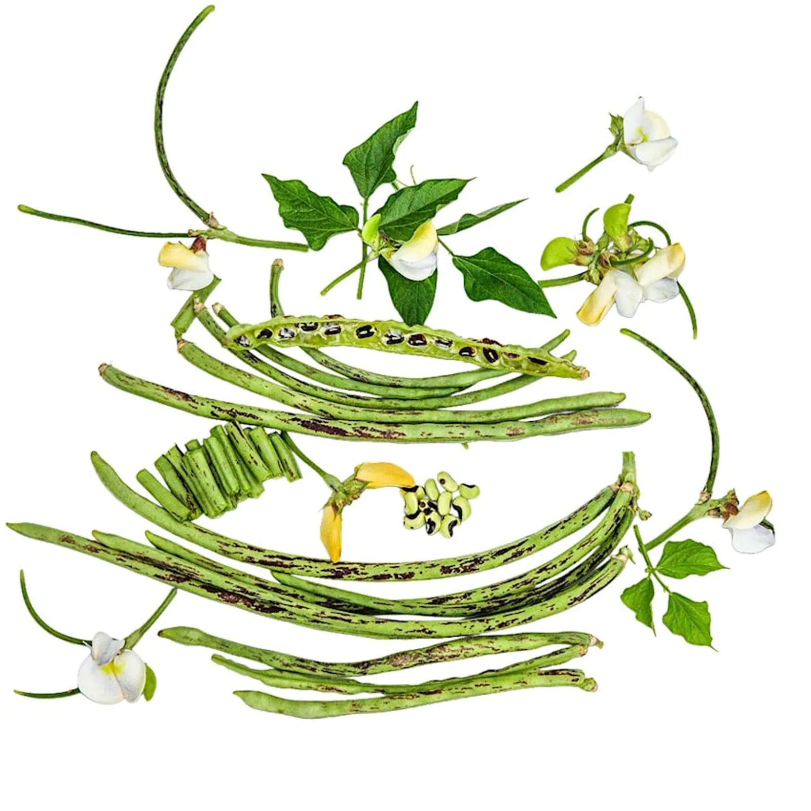 Thai Soldier Beans