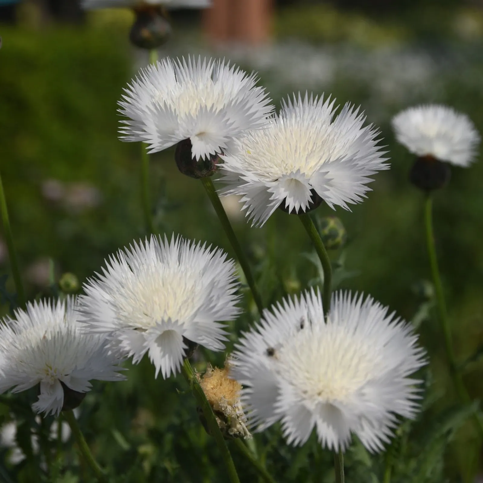 The Bride Bachelor's Button Cornflower