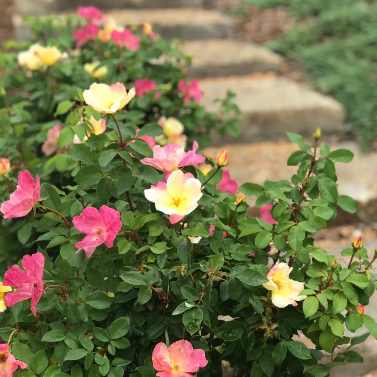 The Champion Sunblush Rose