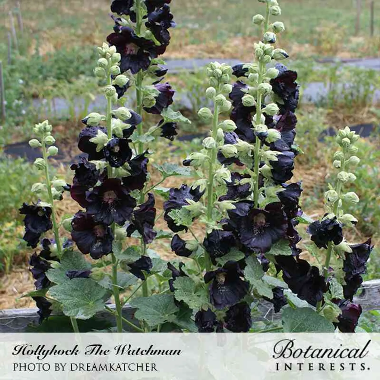 The Watchman Hollyhock