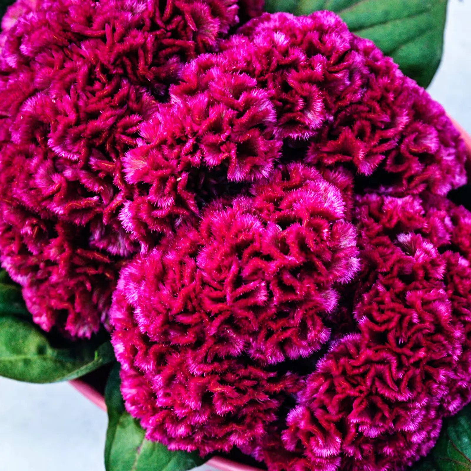Think Pink Celosia