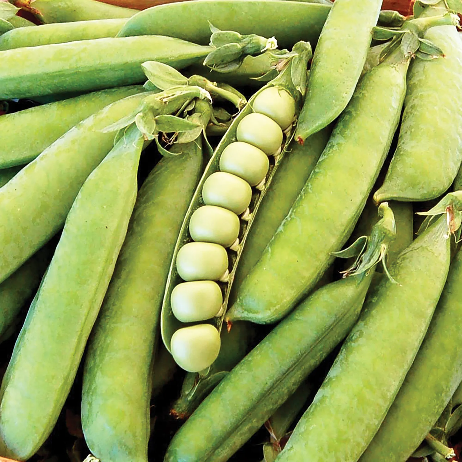 Thomas Laxton Peas