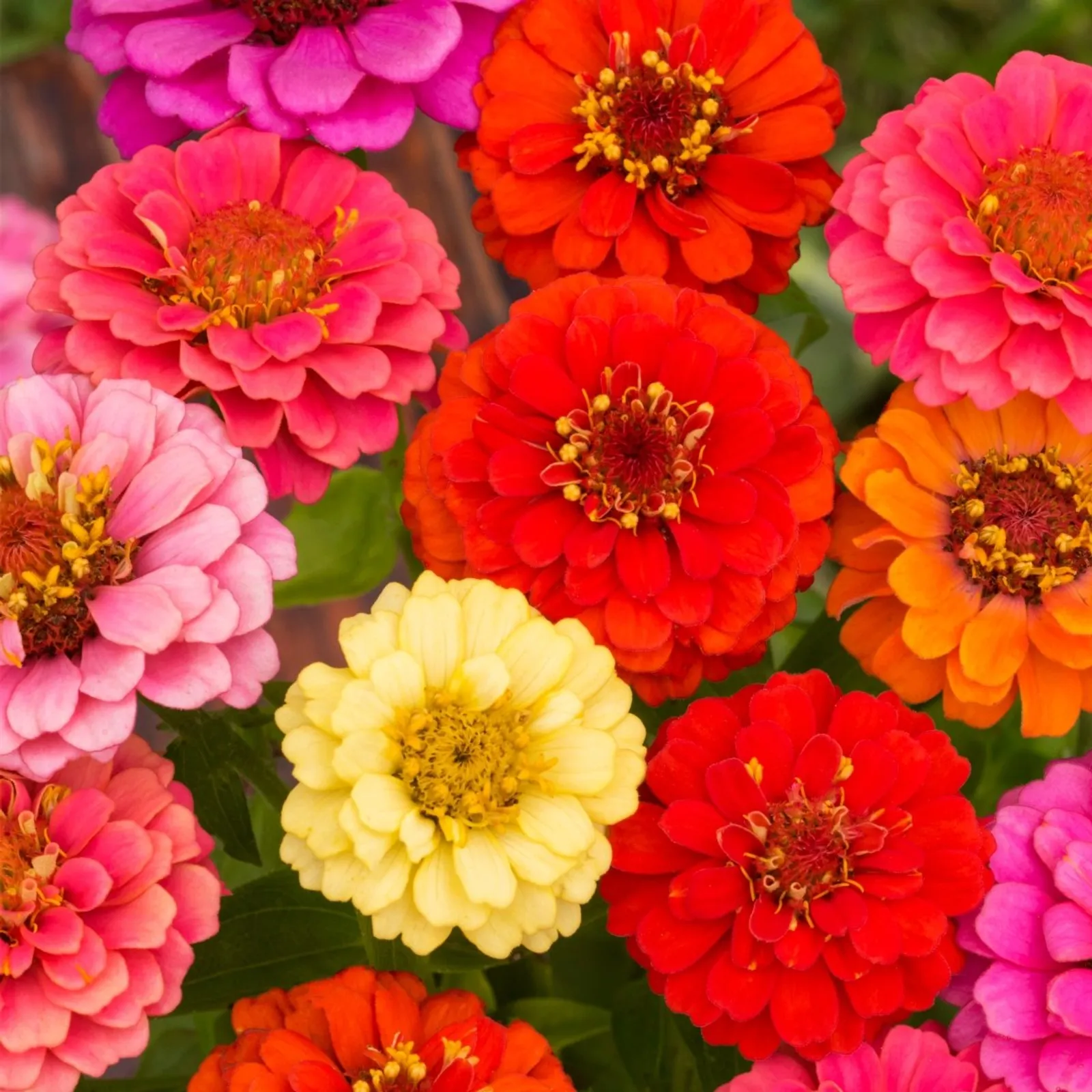 Thumbelina Mixed Colors Zinnia