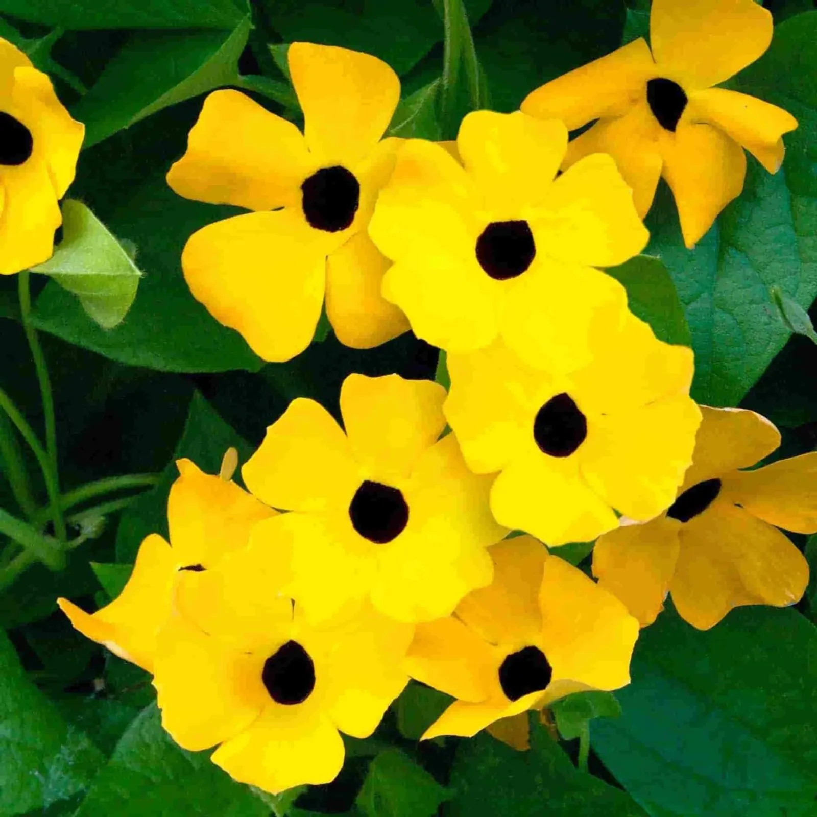 Thunbergia Black-Eyed Susan