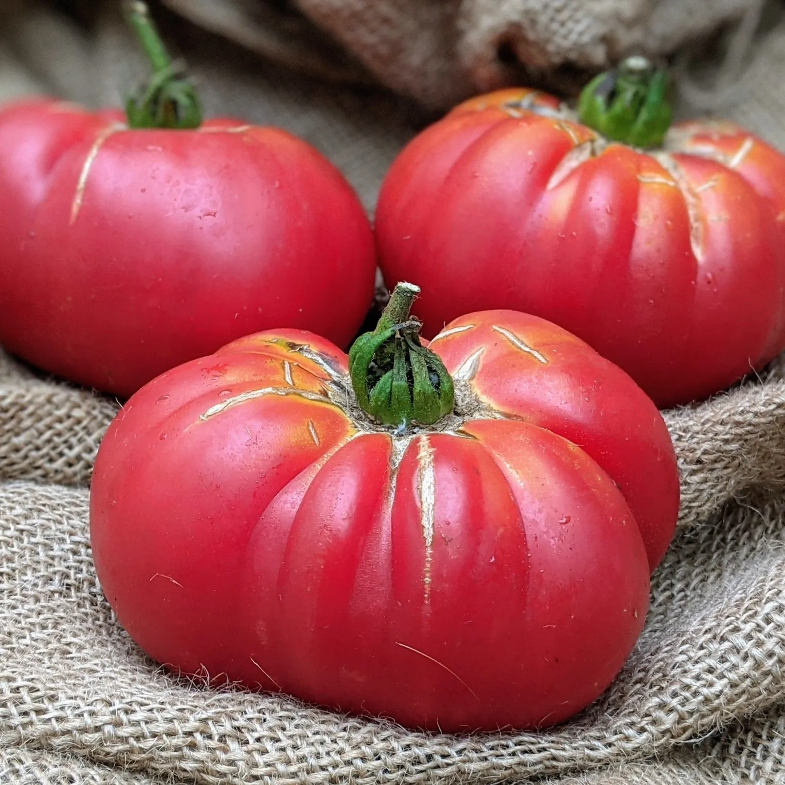 Tiffen Mennonite Tomatoes