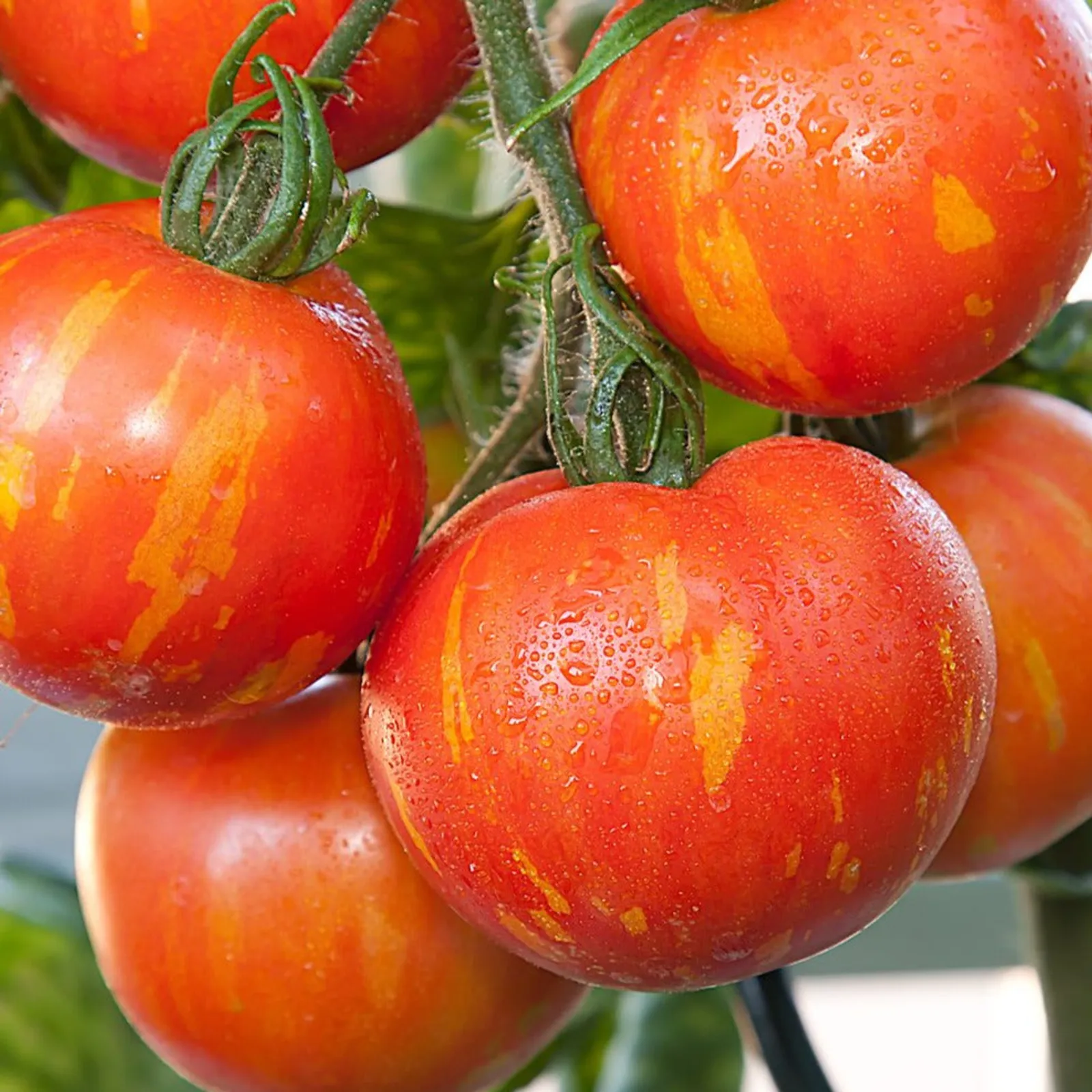 Tigerella Tomatoes