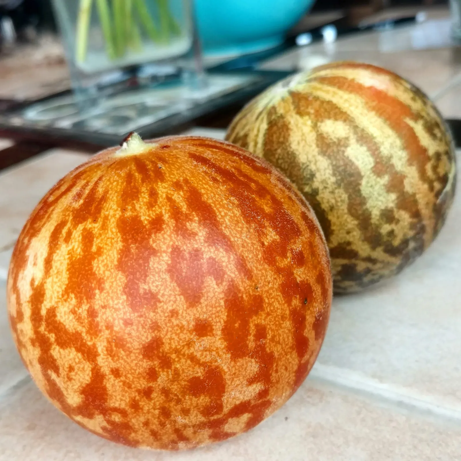 Tigger Melon Cantaloupe