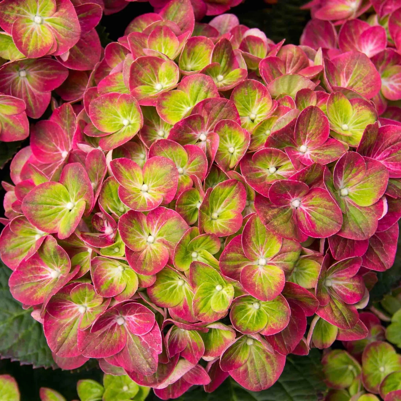 Tilt-a-Swirl Hydrangea