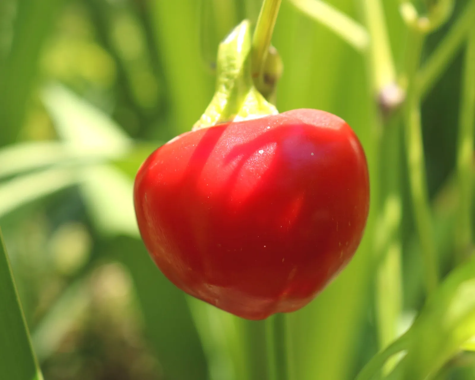 Time Bomb Peppers