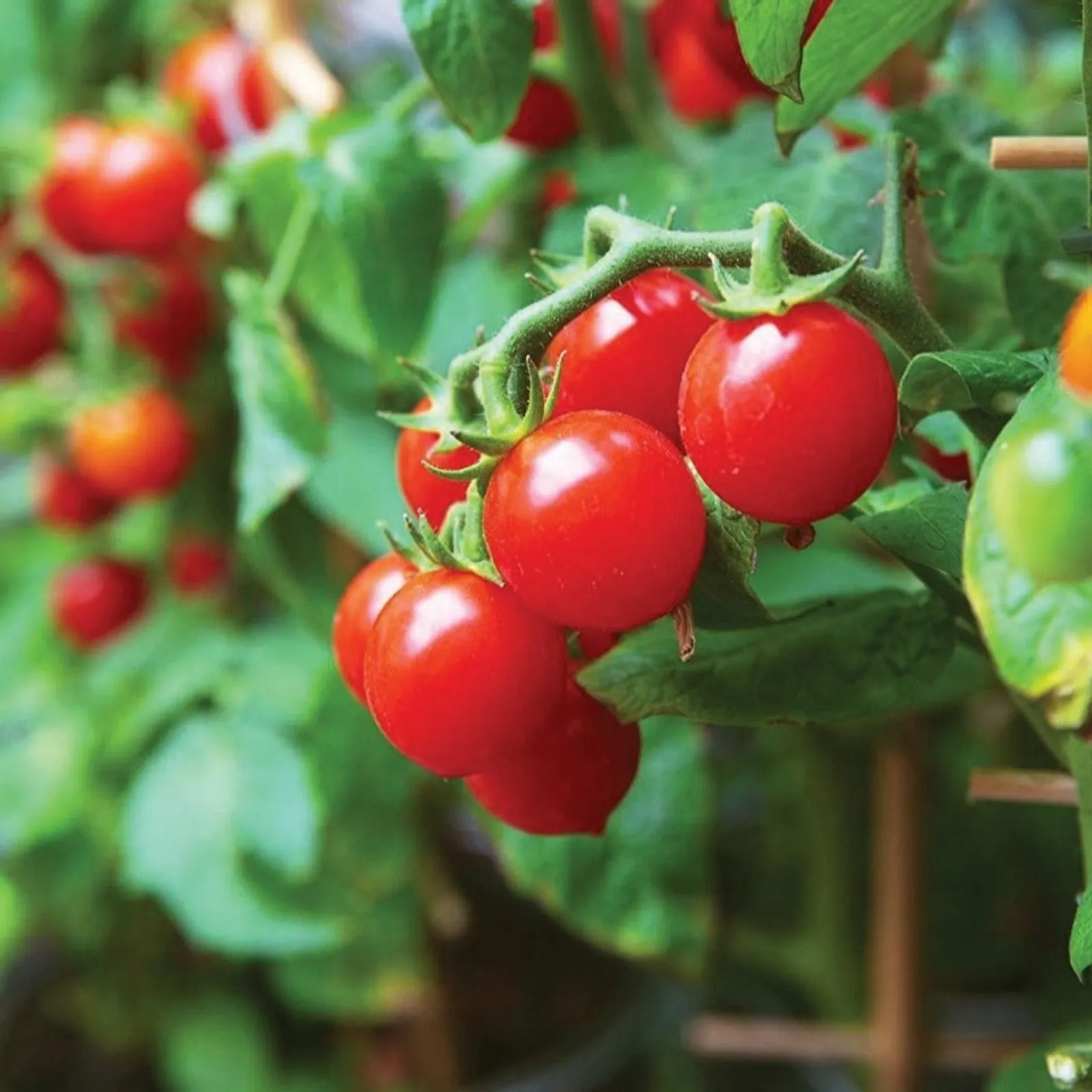 Tiny Tim Tomatoes