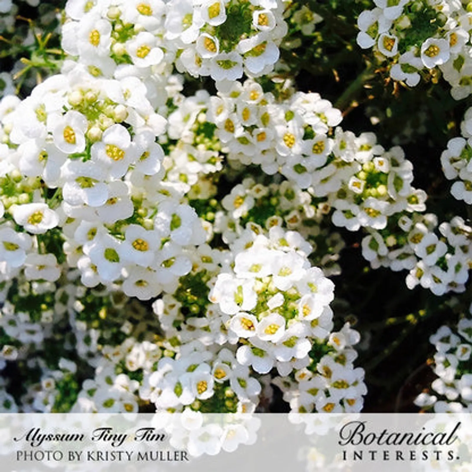 Tiny Tim Sweet Alyssum