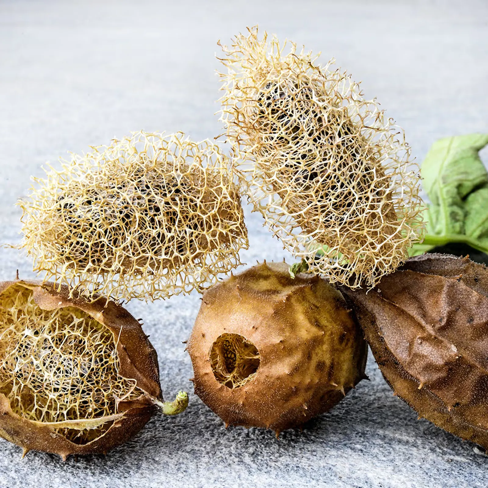 Tiny Wild Luffa Gourds