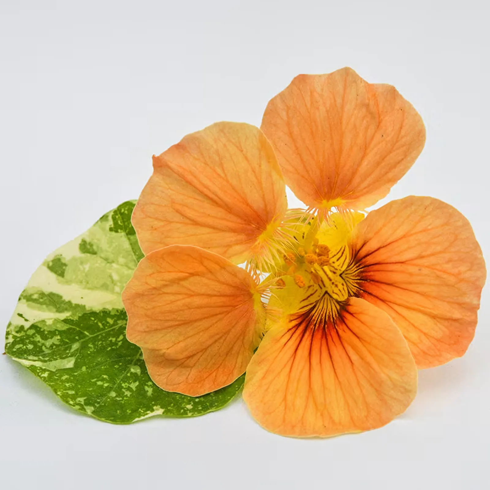 Tip Top Alaska Salmon Nasturtium