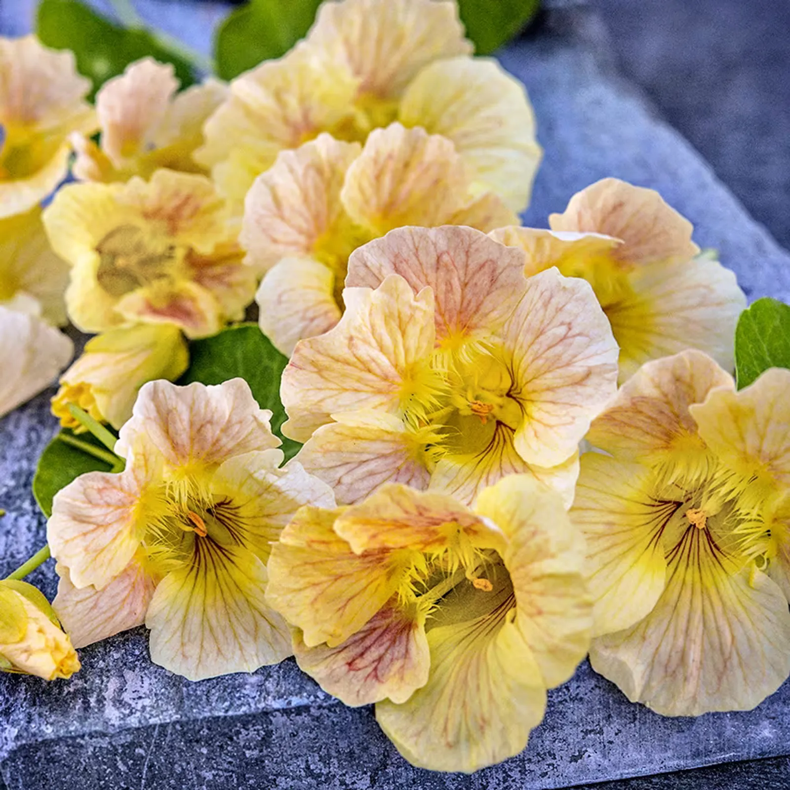 Tip Top Pink Blush Nasturtium