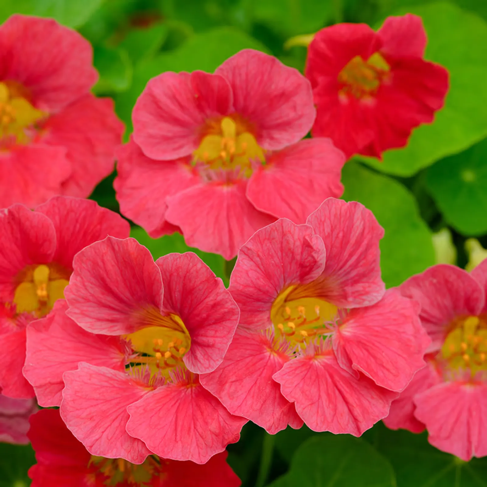 Tip Top Rose Nasturtium
