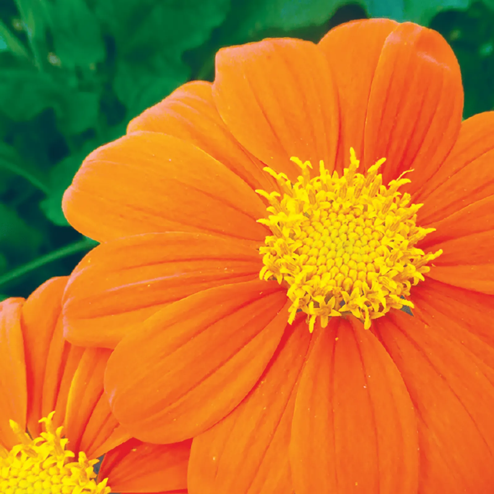 Tithonia, Mexican Sunflower