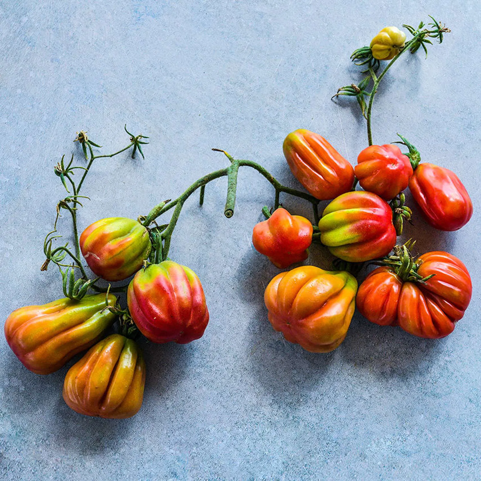 Tlacolula Pink Tomatoes