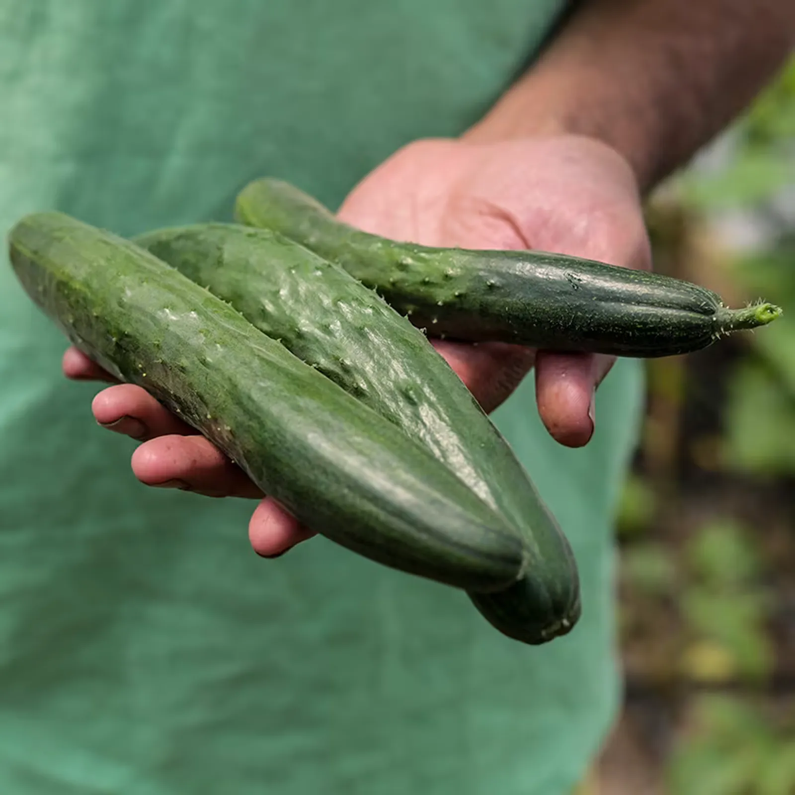 Tokiwa 'Tokyo Green' Cucumbers